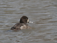 Lesser Scaup 7219